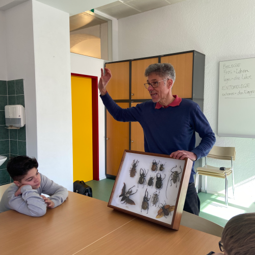 Schaukasten mit großen Käfern