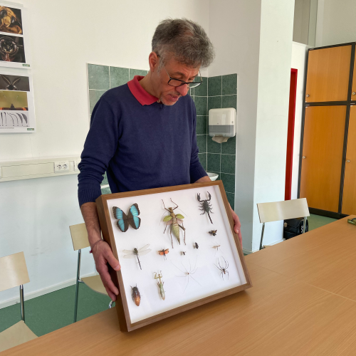 Echte Insekten im Schaukasten (nicht mehr lebendig)