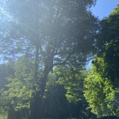 © BO Schönbrunn ist die große Schwester unseres Hofgartens