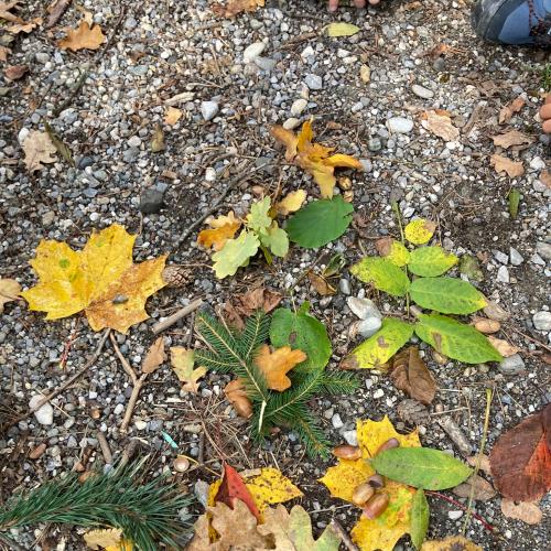 Ab in den Wald!