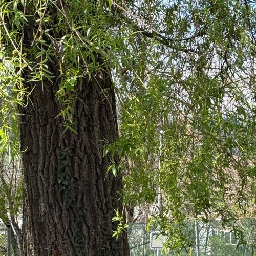 Eindrücke aus dem Schulgarten