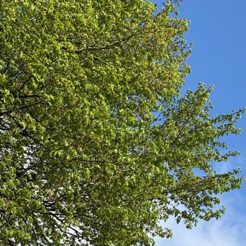Eindrücke aus dem Schulgarten