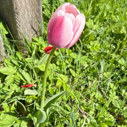 Eindrücke aus dem Schulgarten