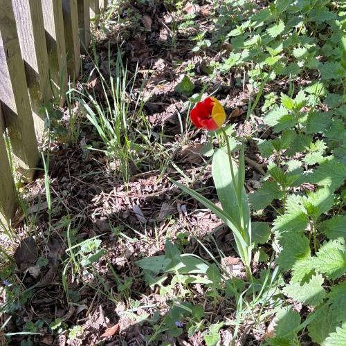 Eindrücke aus dem Schulgarten
