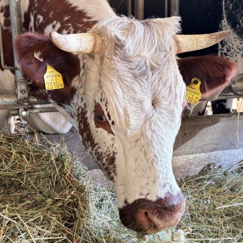 Besuch am Bauernhof