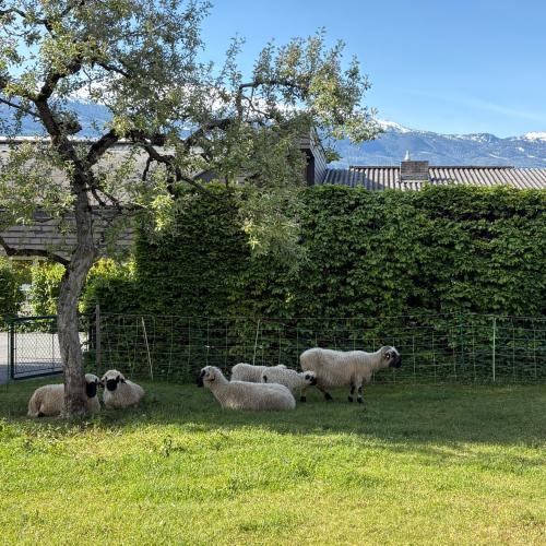 Besuch am Bauernhof