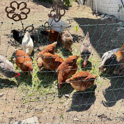 Besuch am Bauernhof