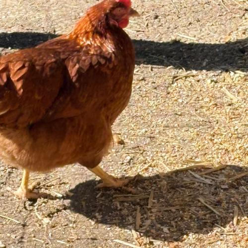 Besuch am Bauernhof
