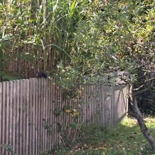 Eichhörnchen im Schulgarten