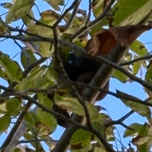 Eichhörnchen im Schulgarten