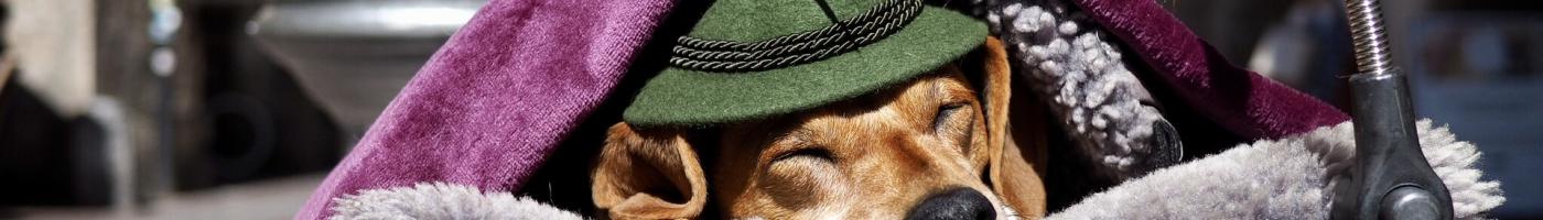 Hund mit Hut in Innsbrucker Altstadt